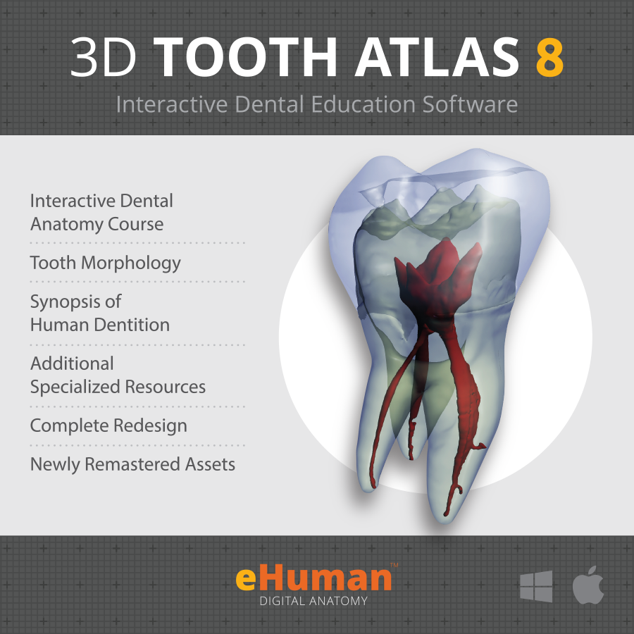 3d tooth atlas download