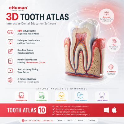 3D Tooth Atlas 10